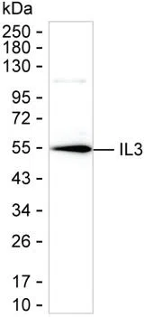 IL3 Mouse Monoclonal Antibody - Size: 100µl