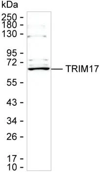 TRIM17 Mouse Monoclonal Antibody - Size: 50µl