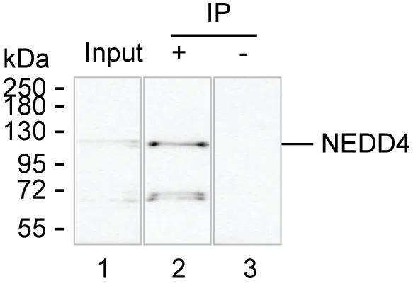 NEDD4 Mouse Monoclonal Antibody - Size: 50µl
