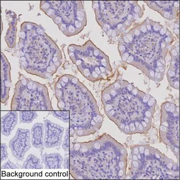 TRIM31 Mouse Monoclonal Antibody - Size: 100µl