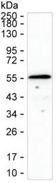 UBR7 Mouse Monoclonal Antibody - Size: 100µl