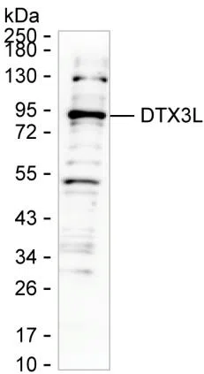 DTX3L Mouse Monoclonal Antibody - Size: 50µl
