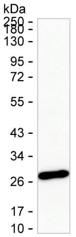 MMAB Mouse Monoclonal Antibody - Size: 100µl