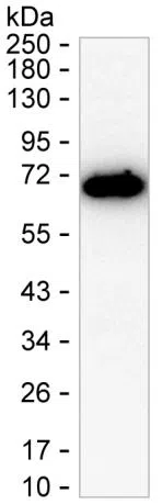 PDLIM5 Mouse Monoclonal Antibody - Size: 50µl