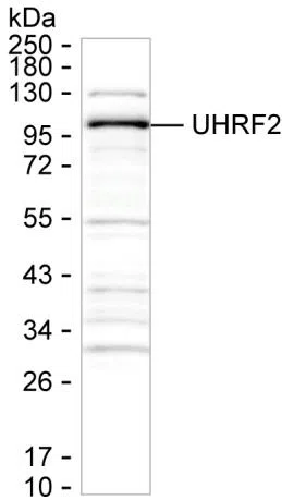 UHRF2 Mouse Monoclonal Antibody - Size: 50µl