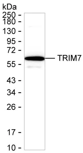 TRIM7 Mouse Monoclonal Antibody - Size: 100µl