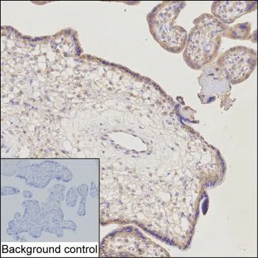 C1QTNF1 Mouse Monoclonal Antibody - Size: 100µl