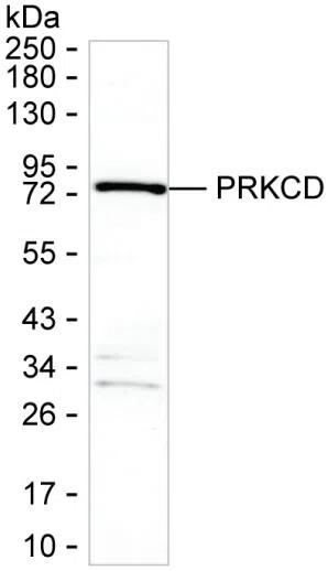 PRKCD Mouse Monoclonal Antibody - Size: 100µl