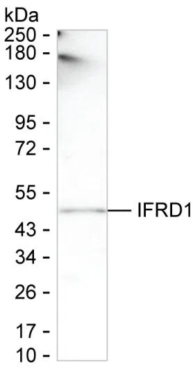 IFRD1 Mouse Monoclonal Antibody - Size: 100µl