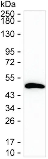 FH Mouse Monoclonal Antibody - Size: 50µl