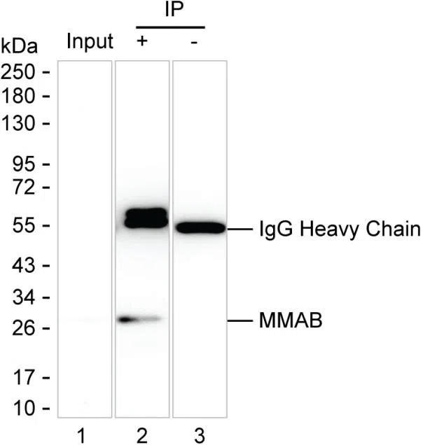 MMAB Mouse Monoclonal Antibody - Size: 100µl