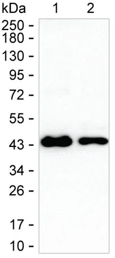 NDEL1 Mouse Monoclonal Antibody - Size: 100µl