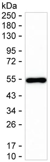 NPTX1 Mouse Monoclonal Antibody - Size: 100µl