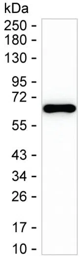 FGF20 Mouse Monoclonal Antibody - Size: 100µl