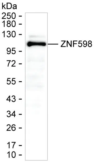 ZNF598 Mouse Monoclonal Antibody - Size: 50µl