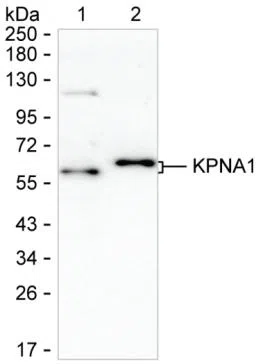 KPNA1 Mouse Monoclonal Antibody - Size: 100µl