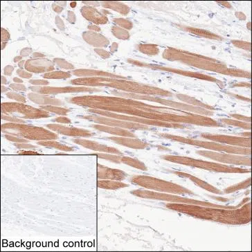 ACTN2 Mouse Monoclonal Antibody - Size: 100µl