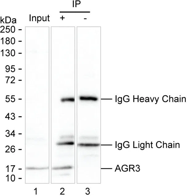 AGR3 Mouse Monoclonal Antibody - Size: 100µl