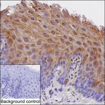 SPINK5 Mouse Monoclonal Antibody - Size: 100µl