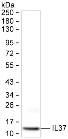 IL37 Mouse Monoclonal Antibody - Size: 100µl