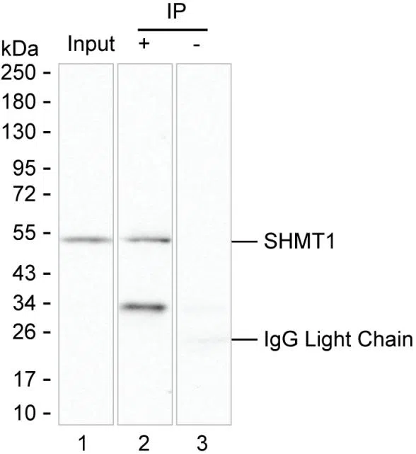 SHMT1 Mouse Monoclonal Antibody - Size: 100µl