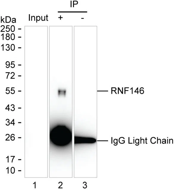 RNF146 Mouse Monoclonal Antibody - Size: 100µl
