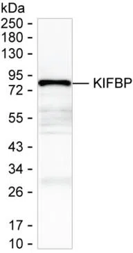 KIFBP Mouse Monoclonal Antibody - Size: 100µl