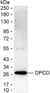 DPCD Mouse Monoclonal Antibody - Size: 100µl