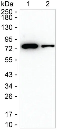 LRRN1 Mouse Monoclonal Antibody - Size: 100µl
