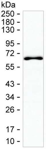 SUOX Mouse Monoclonal Antibody - Size: 100µl