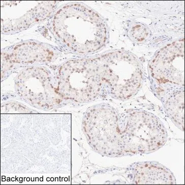 CUL9 Mouse Monoclonal Antibody - Size: 100µl