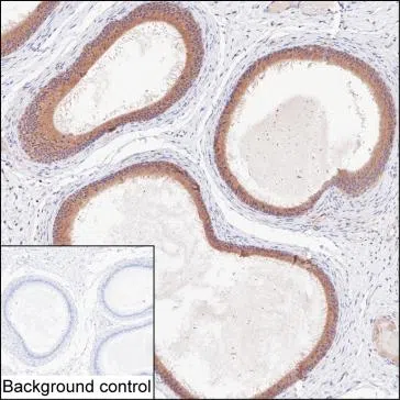 LONRF2 Mouse Monoclonal Antibody - Size: 50µl