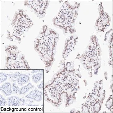 UHRF2 Mouse Monoclonal Antibody - Size: 50µl