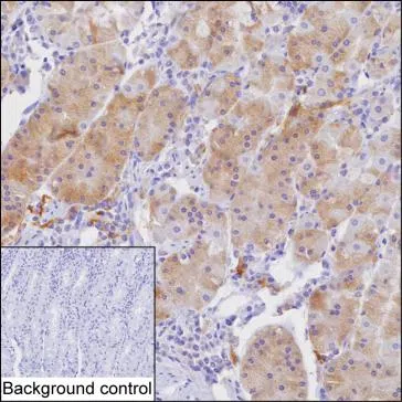 CXCL17 Mouse Monoclonal Antibody - Size: 50µl
