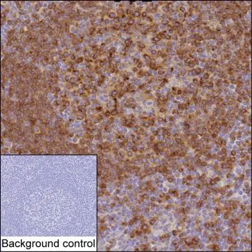 STX7 Mouse Monoclonal Antibody - Size: 50µl