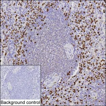 MNDA Mouse Monoclonal Antibody - Size: 100µl