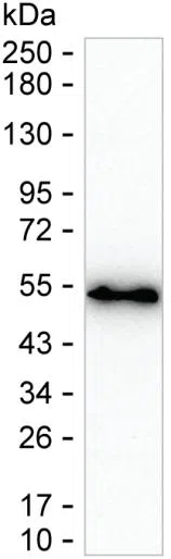 BASP1 Mouse Monoclonal Antibody - Size: 100µl