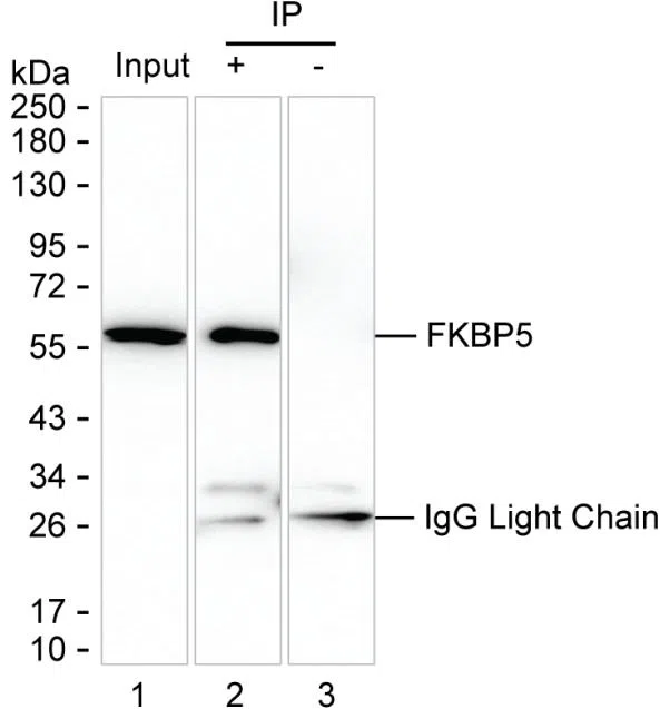 FKBP5 Mouse Monoclonal Antibody - Size: 50µl