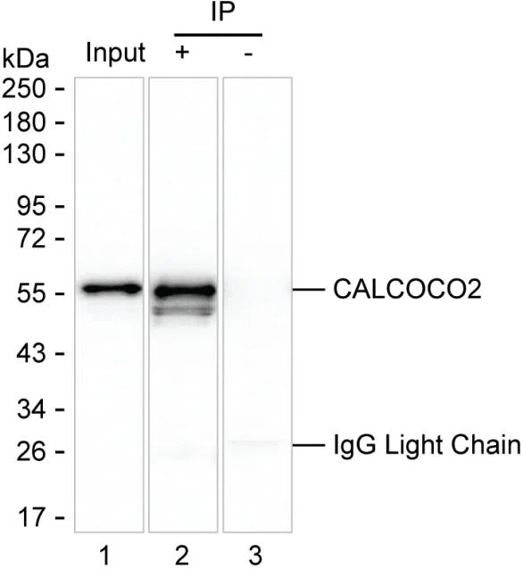 CALCOCO2 Mouse Monoclonal Antibody - Size: 100µl
