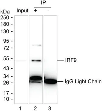 IRF9 Mouse Monoclonal Antibody - Size: 100µl