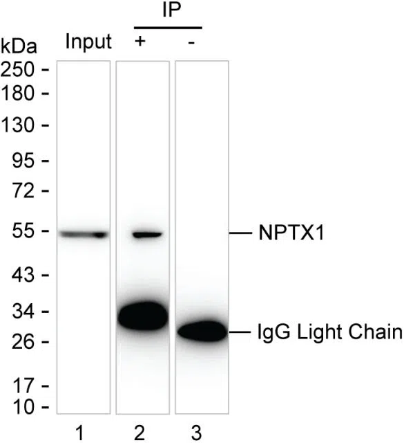 NPTX1 Mouse Monoclonal Antibody - Size: 50µl
