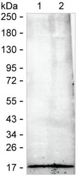 CDA Mouse Monoclonal Antibody - Size: 50µl
