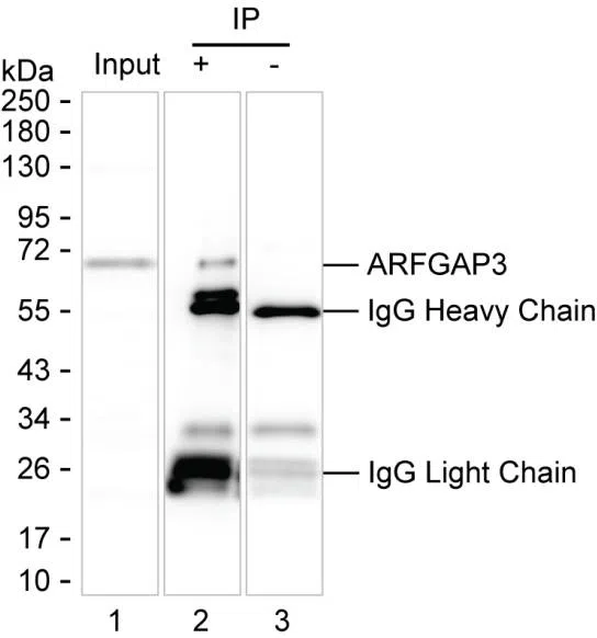 ARFGAP3 Mouse Monoclonal Antibody - Size: 100µl