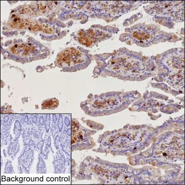 CD63 Mouse Monoclonal Antibody - Size: 100µl