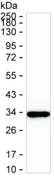 LGALS3 Mouse Monoclonal Antibody - Size: 50µl