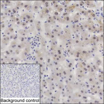 GLI2 Mouse Monoclonal Antibody - Size: 100µl