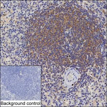 BLOC1S3 Mouse Monoclonal Antibody - Size: 100µl