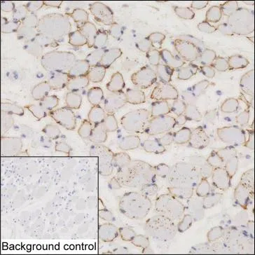 TRIM72 Mouse Monoclonal Antibody - Size: 50µl