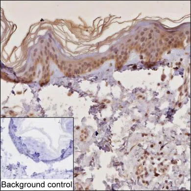 RPAIN Mouse Monoclonal Antibody - Size: 100µl