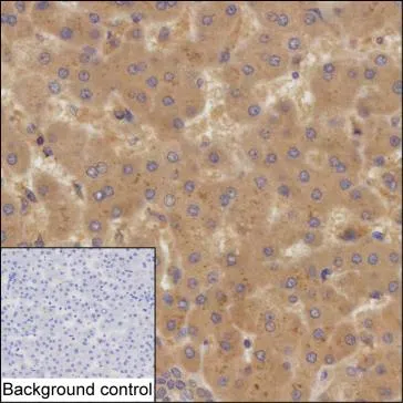 TRIM10 Mouse Monoclonal Antibody - Size: 100µl